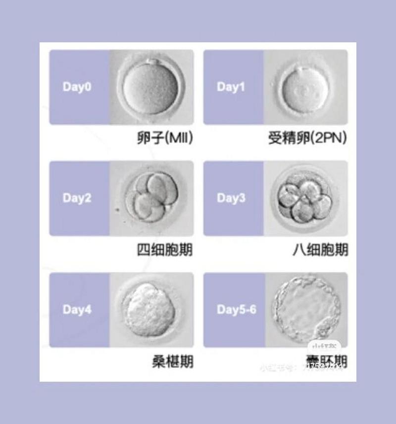 胚胎5级细胞
