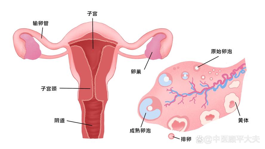 卵巢组织卵子