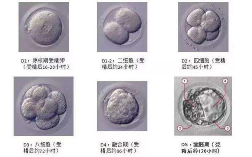 胚胎着床率