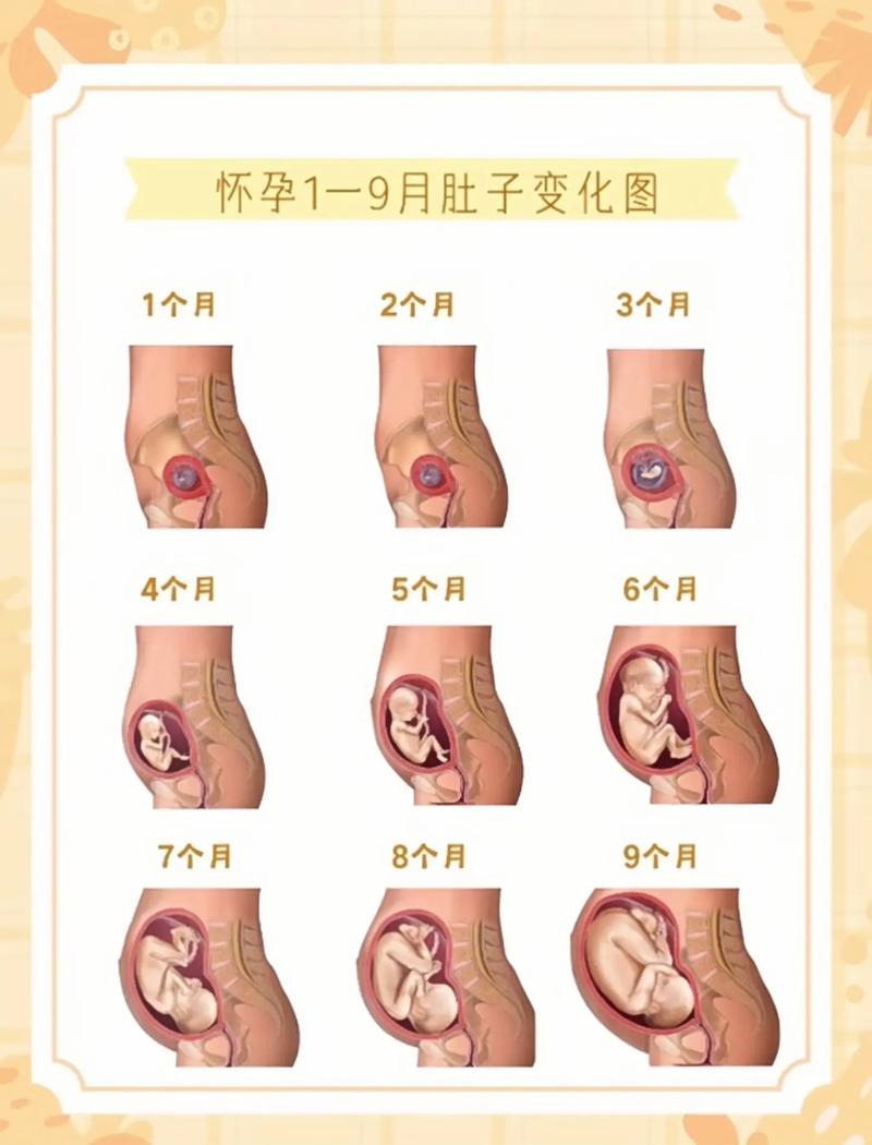 小腹变化