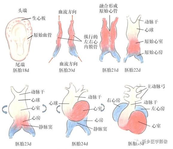  心脏发育