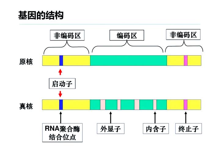 配子技术