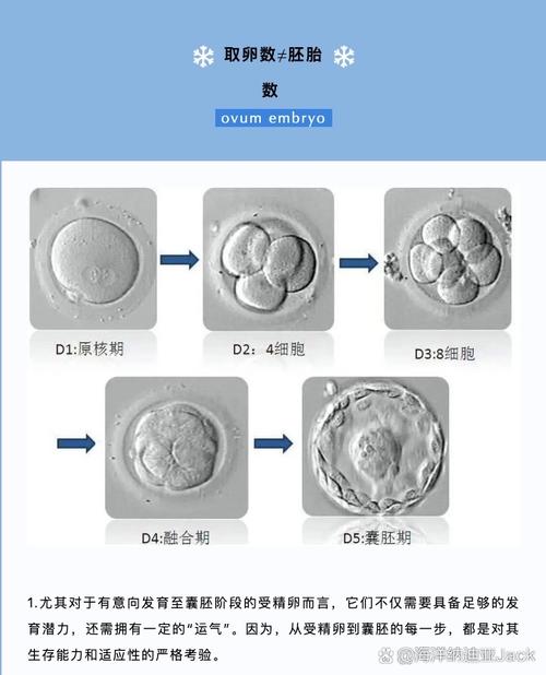 胚胎数目