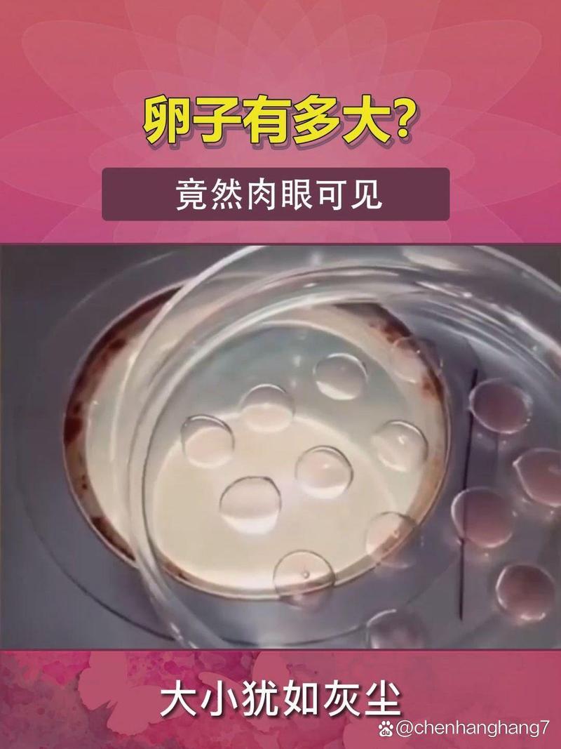 卵子碎片