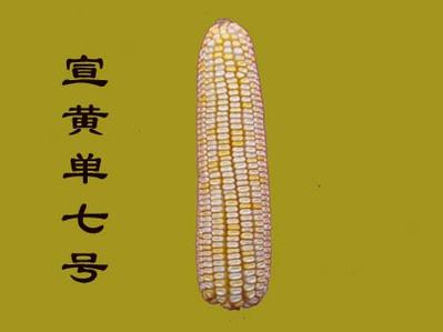 黄单