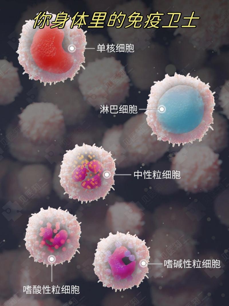 白细胞