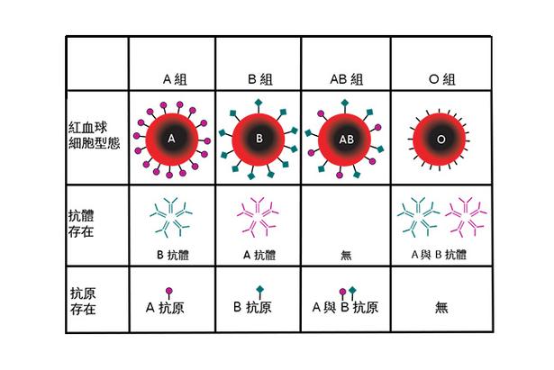  ABO血型系统